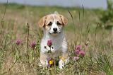 CORGI PEMBROKE 409